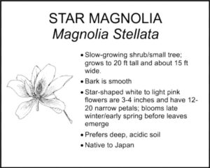 STAR MAGNOLIA