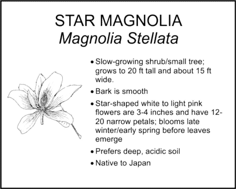 STAR MAGNOLIA