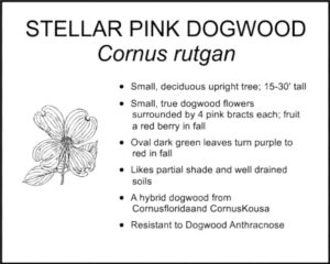 STELLAR PINK DOGWOOD