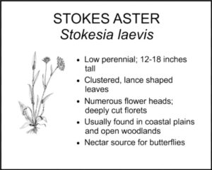 STOKES ASTER