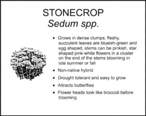 STONECROP