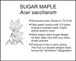 SUGAR MAPLE