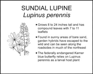 SUNDIAL LUPINE