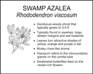 SWAMP AZALEA