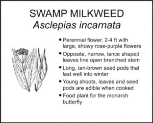 SWAMP MILKWEED