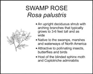 SWAMP ROSE