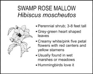 SWAMP ROSE MALLOW