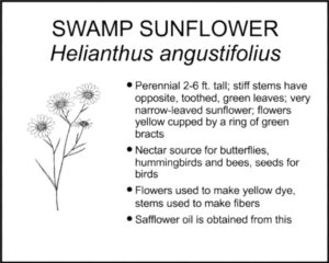 SWAMP SUNFLOWER