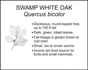 SWAMP WHITE OAK