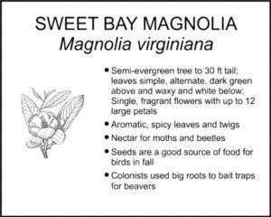 SWEET BAY MAGNOLIA