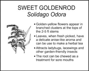 SWEET GOLDENROD