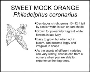 SWEET MOCK ORANGE