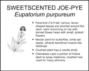 SWEETSCENTED JOE-PYE