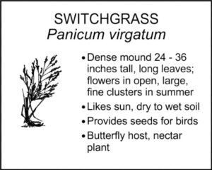 SWITCHGRASS