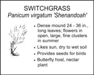 SWITCHGRASS Shenandoah