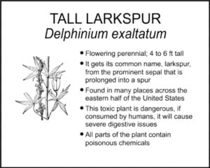 TALL LARKSPUR