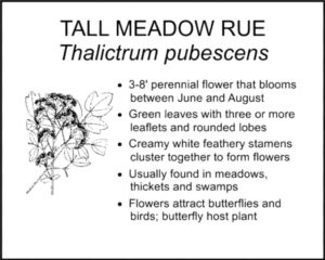 TALL MEADOW RUE