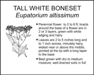 TALL WHITE BONESET