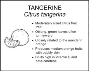 TANGERINE