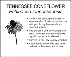 TENNESSEE CONEFLOWER