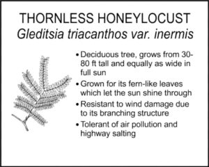 THORNLESS HONEYLOCUST