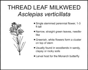 THREAD LEAF MILKWEED