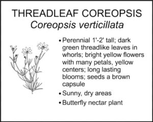 THREADLEAF COREOPSIS