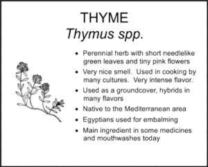 THYME