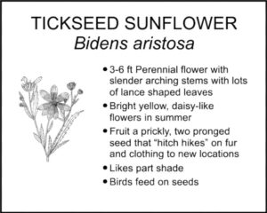 TICKSEED SUNFLOWER