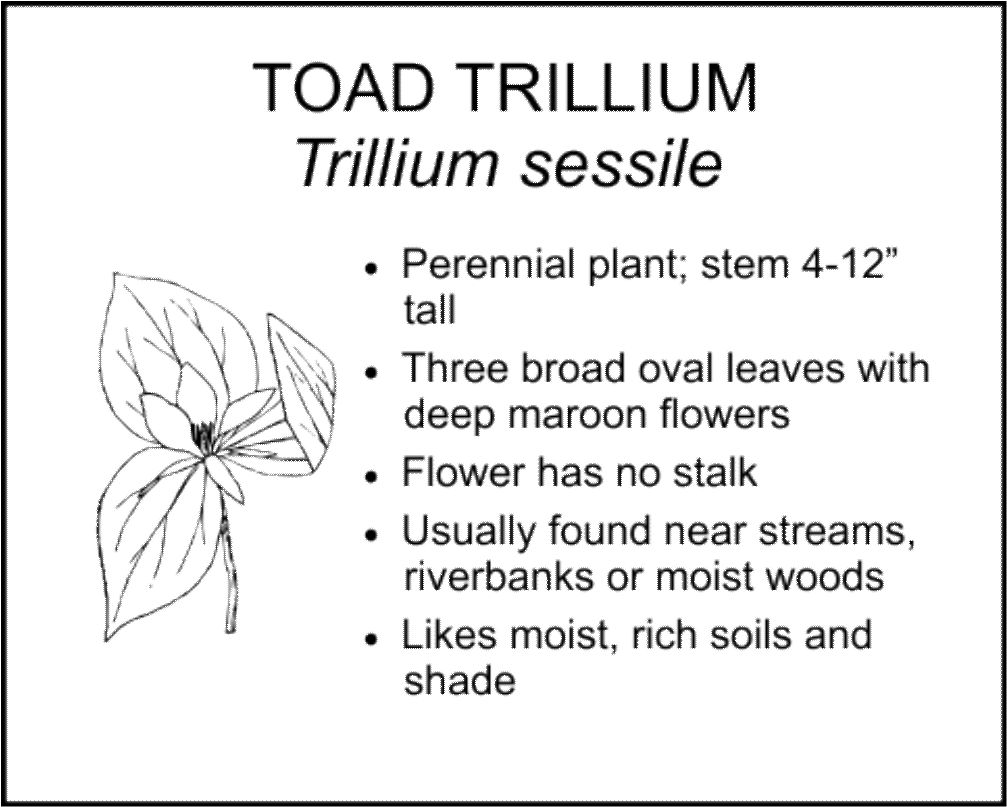 TOAD TRILLIUM