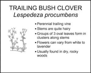 TRAILING BUSH CLOVER