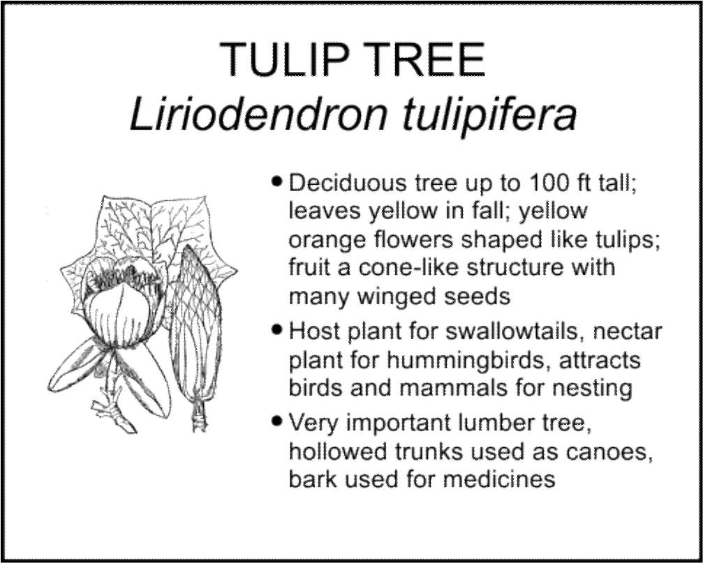 TULIP TREE