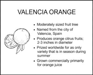 VALENCIA ORANGE