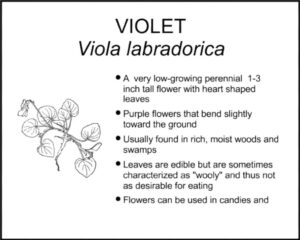 VIOLET