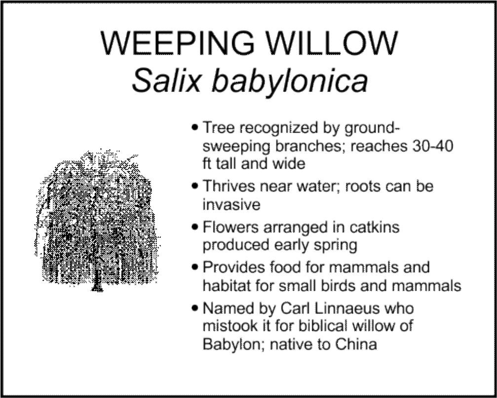 WEEPING WILLOW