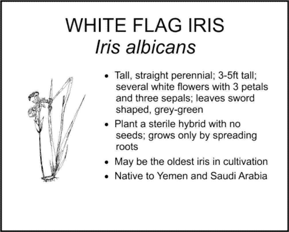 WHITE FLAG IRIS