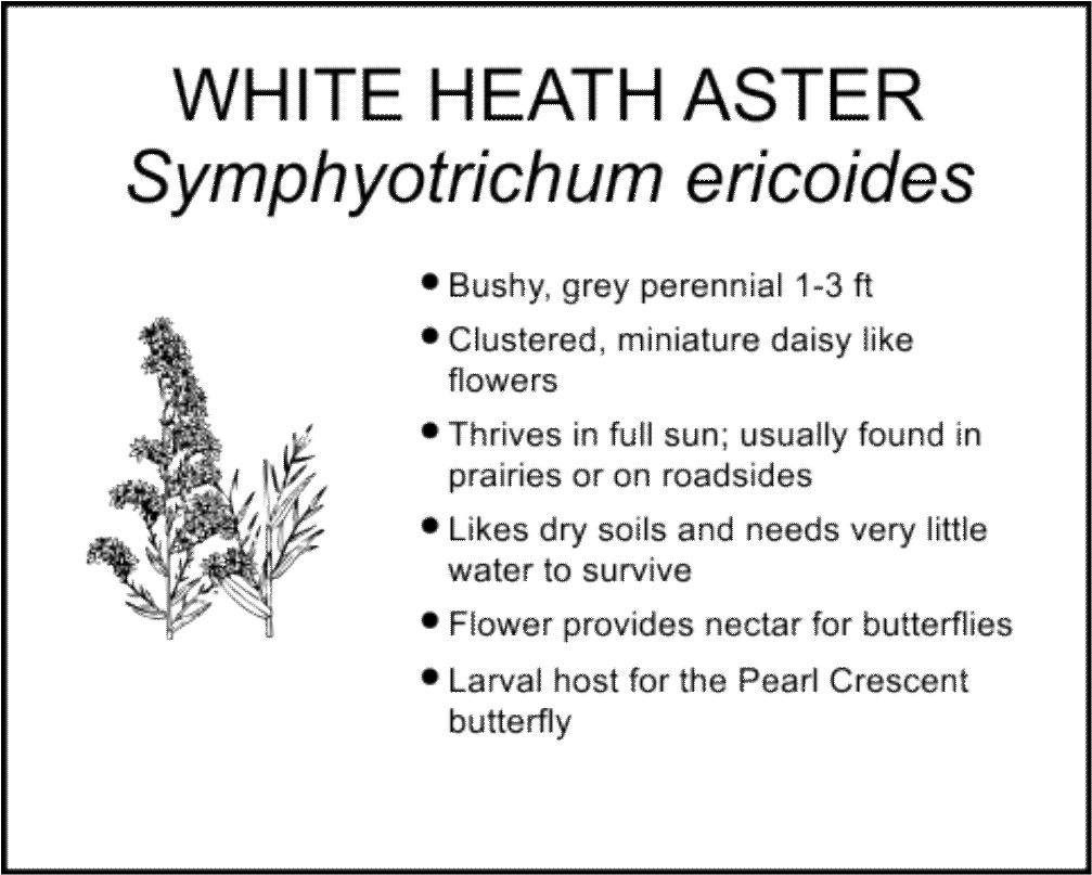 WHITE HEATH ASTER