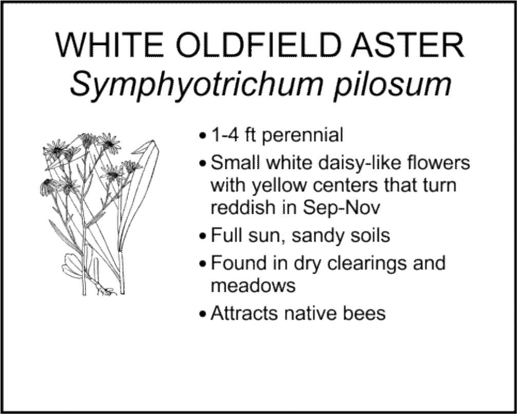 WHITE OLDFIELD ASTER