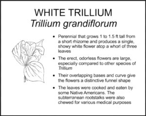 WHITE TRILLIUM