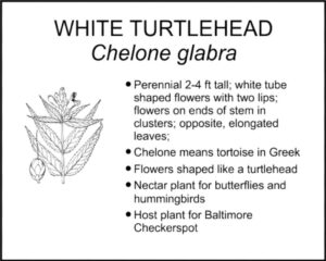 WHITE TURTLEHEAD