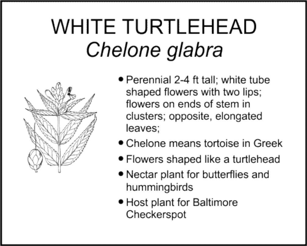WHITE TURTLEHEAD