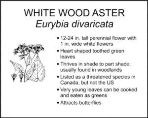 WHITE WOOD ASTER