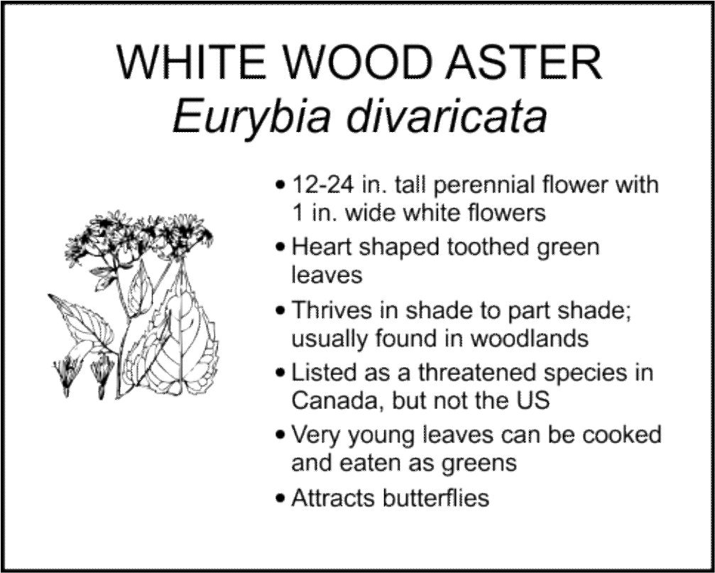 WHITE WOOD ASTER