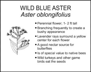 WILD BLUE ASTER