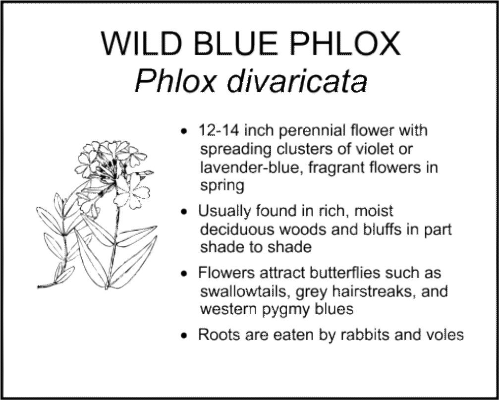 WILD BLUE PHLOX