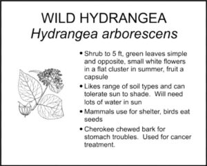WILD HYDRANGEA