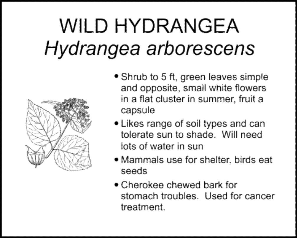 WILD HYDRANGEA