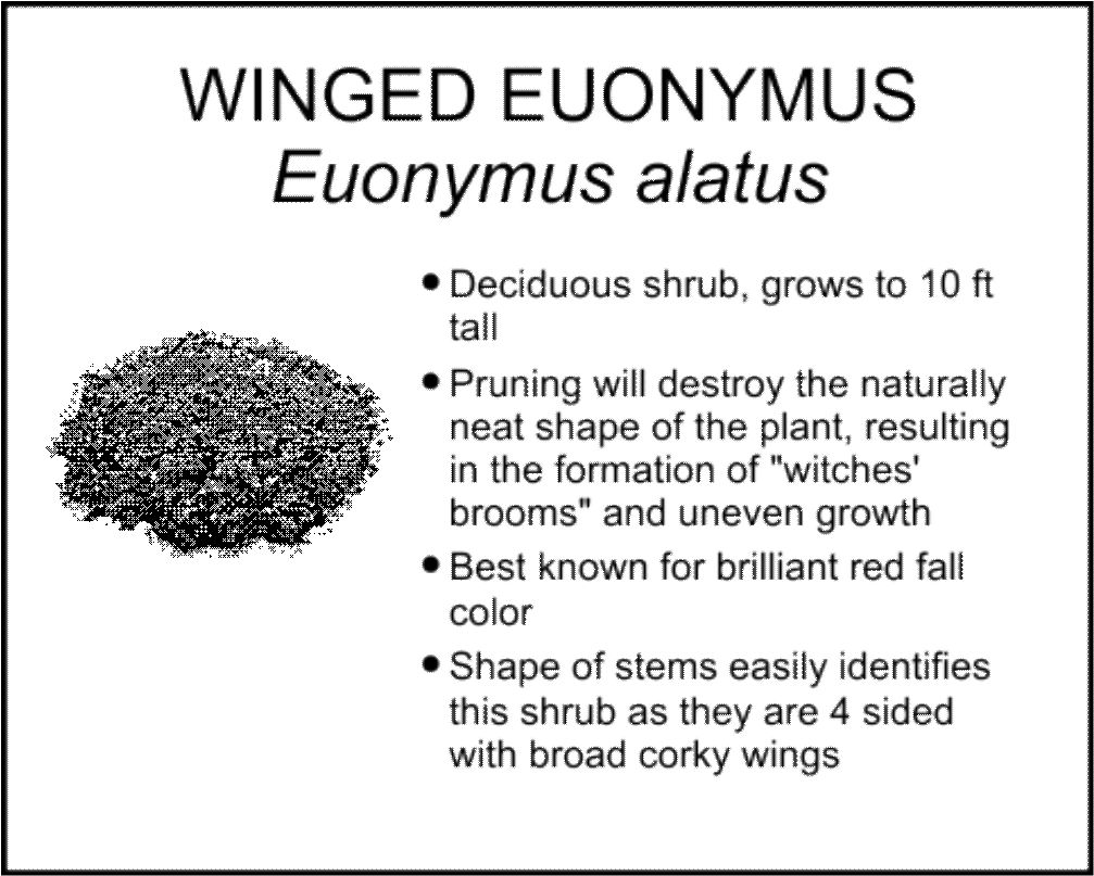 WINGED EUONYMUS